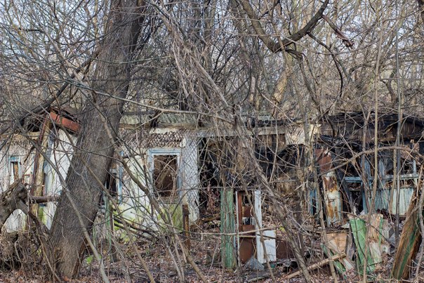 Заросший мхом и деревьями дом в Чернобыле